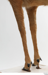 European roe deer leg 0048.jpg